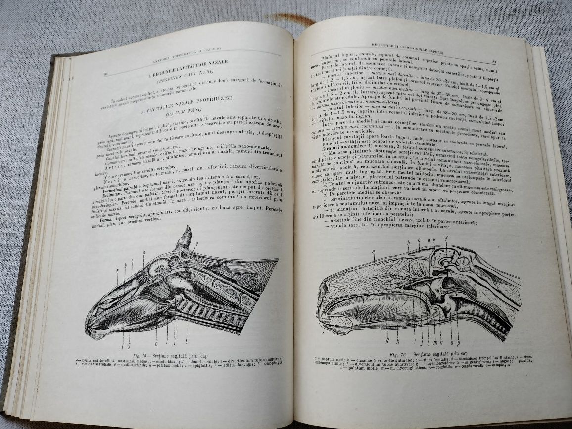 Anatomia topografică a calului, 1955