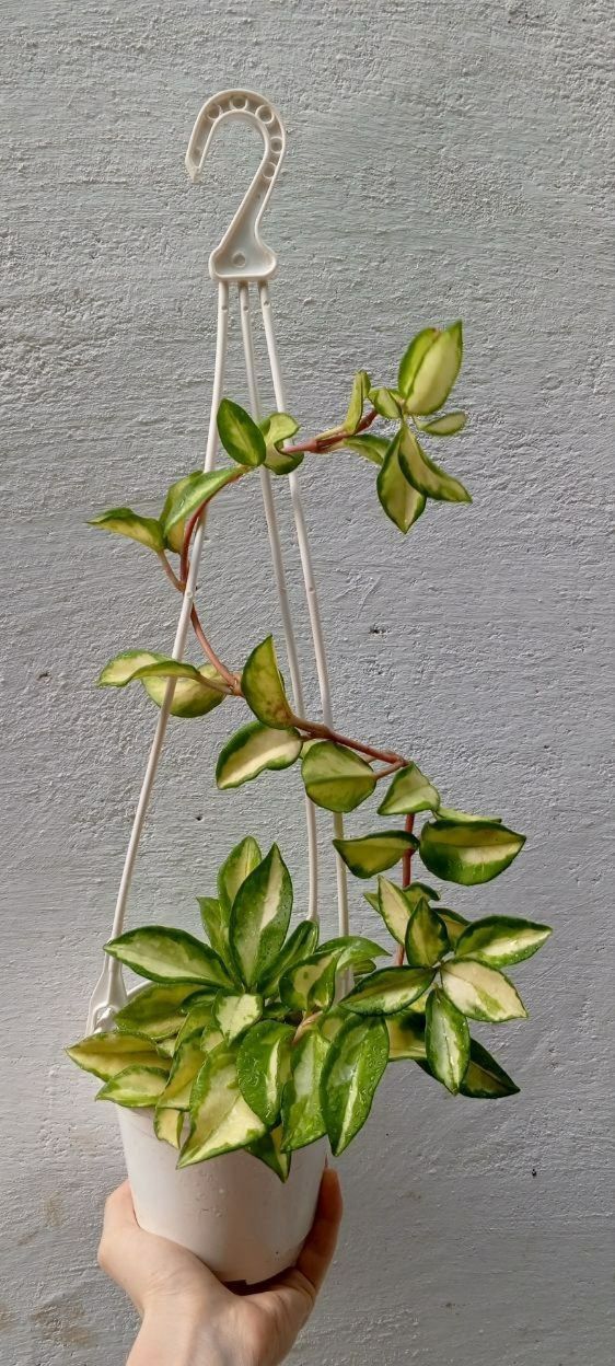 Хойя Лиза (Hoya 'Lisa'). Экзотический вариегатный сорт хойи.