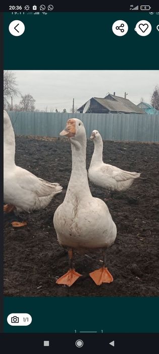 Продам гусей живым весом, порода Линда и Губернатор