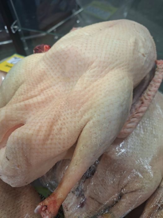 Гуси, утки, куры, перепёлки домашние.