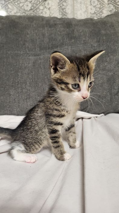 Котенце си търси дом