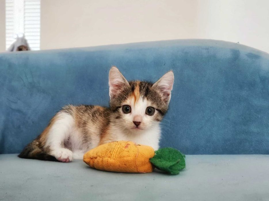 Daisy și Lilly își caută căsuță cu oameni responsabili.