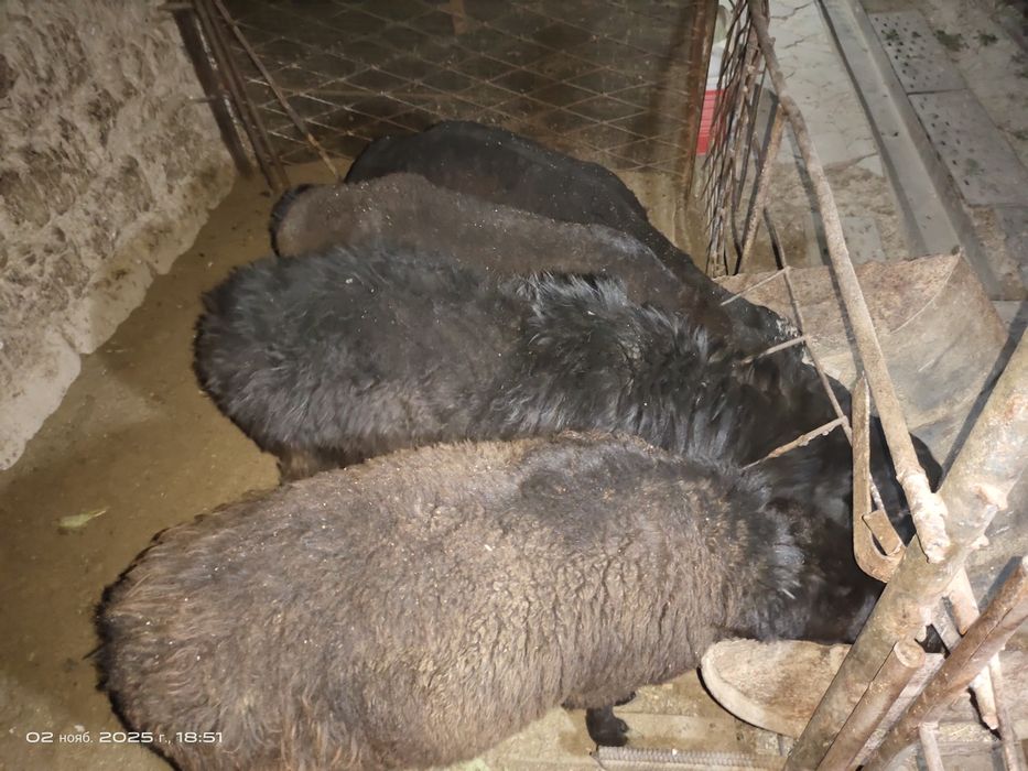 Барра кузилар тирик вазинга  сотилади.