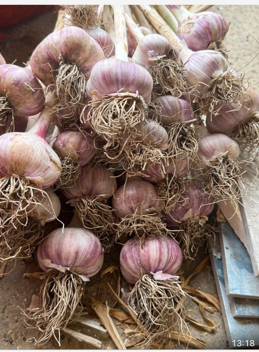 usturoi extra gigant rosu super căței mari românești  aromati gustoși