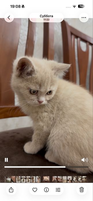 Продаются породистые котята