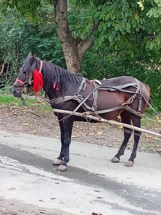 Vând iapa murga 7 ani detalii în pvt