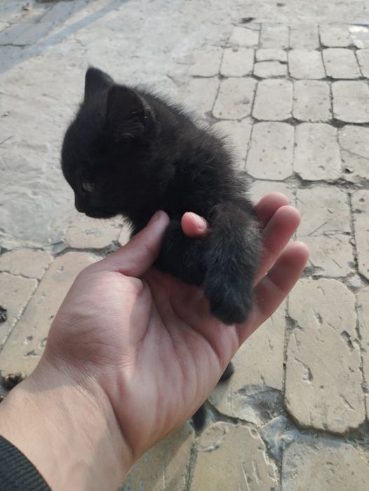 2 ta mushuk bor besplatna