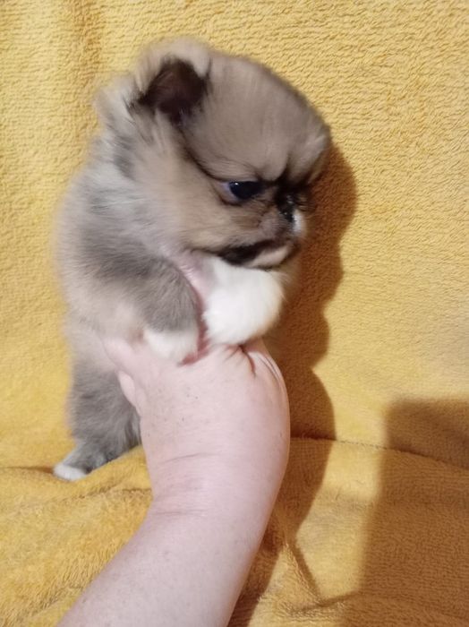 Продам щенков помесь