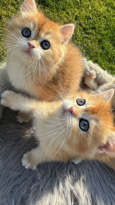 Британская золотая шиншилла