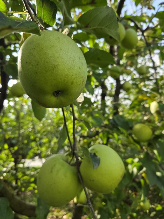 De vânzare 5 lei kg Bio.