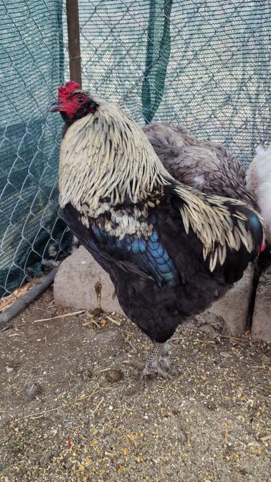 Araucana,ameraucana