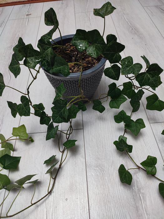 Финиковая пальма