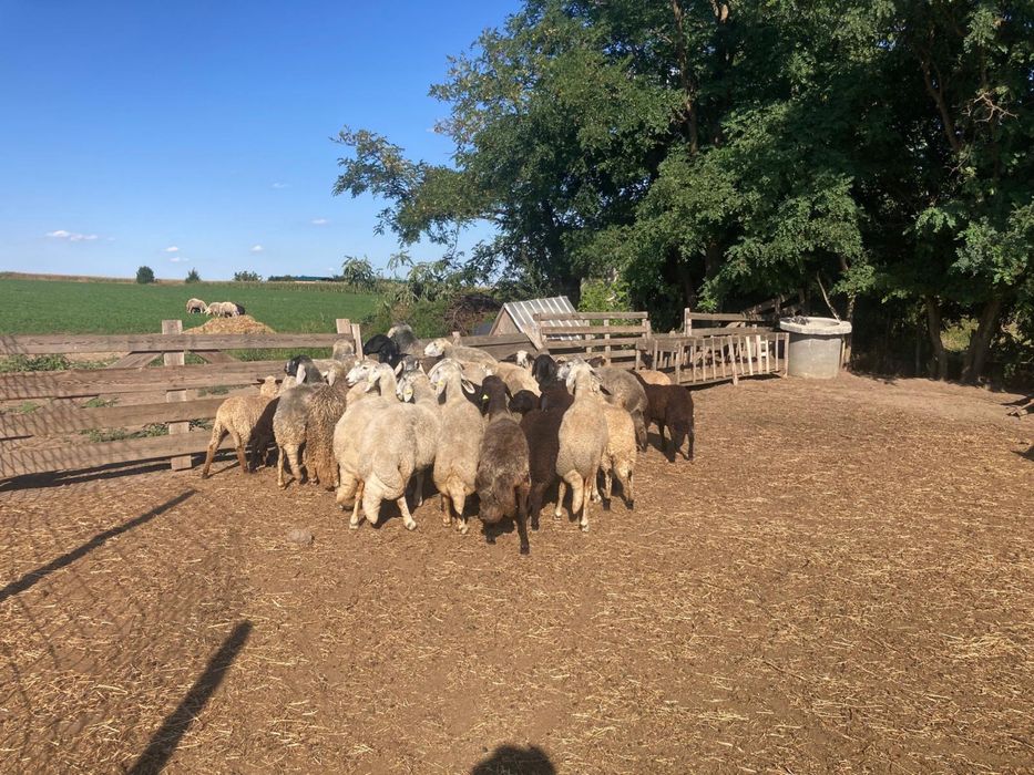 Vand Oi rasa karakul