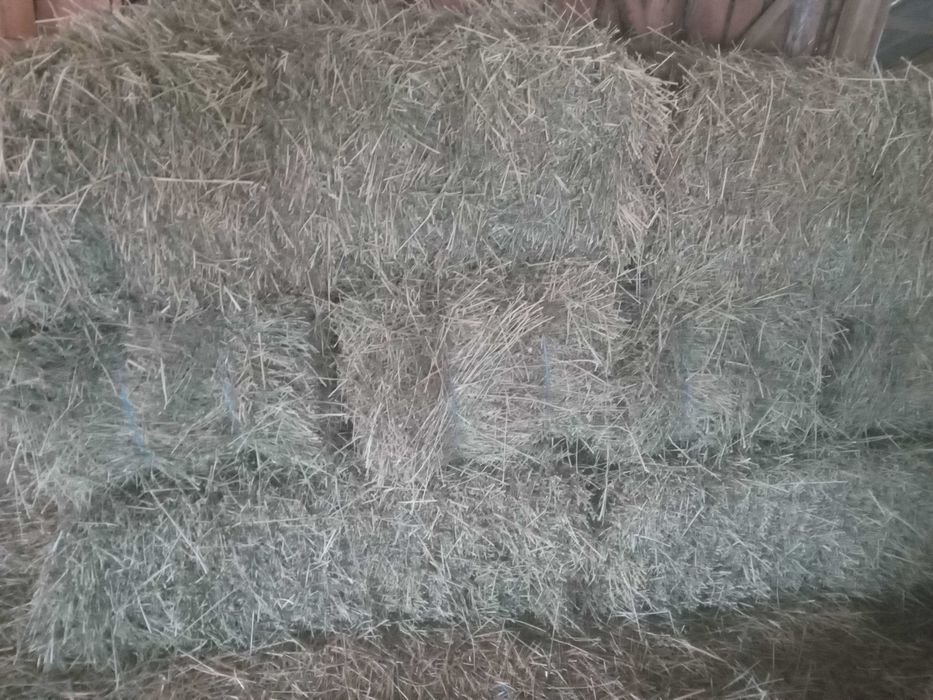 Vand baloti de  fan si lucerna