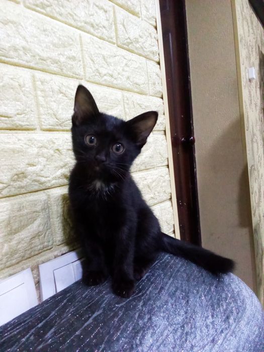 Отдам даром котенка