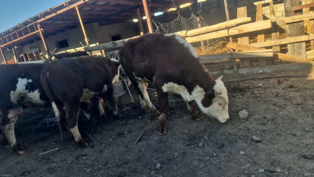 Бұқалар бар семіз сойыстыққа