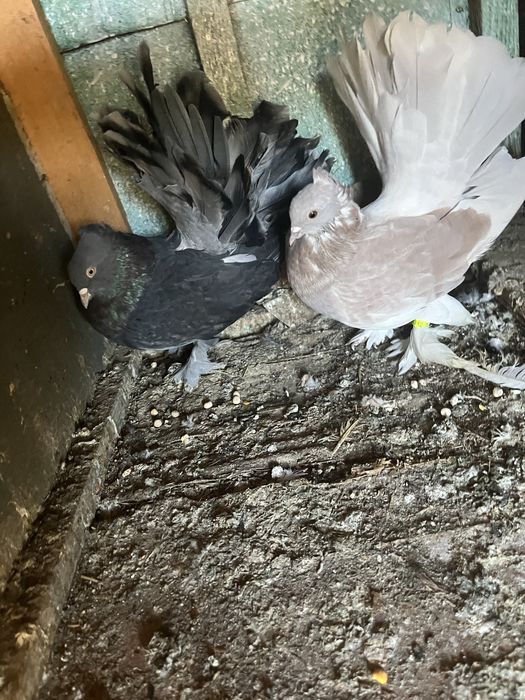 Porumbei de ornament