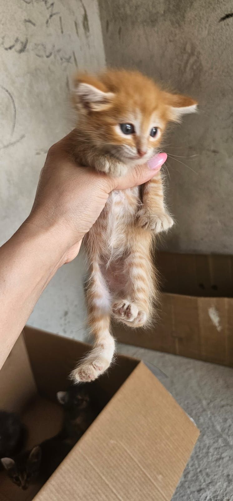 Котята только в добрые руки
