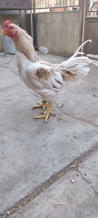 Gaini și cocosi de vânzare