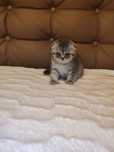 Scottish fold motanel frumos