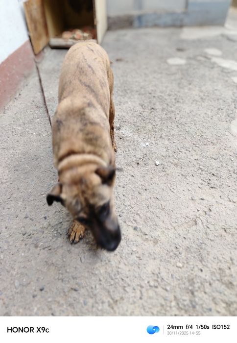 Отдам в добрые руки.