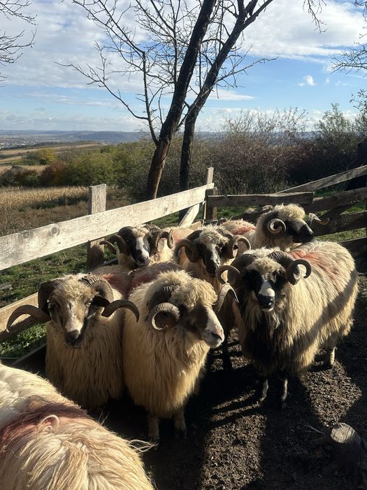 Disponibil 9 berbeci la un pret bun