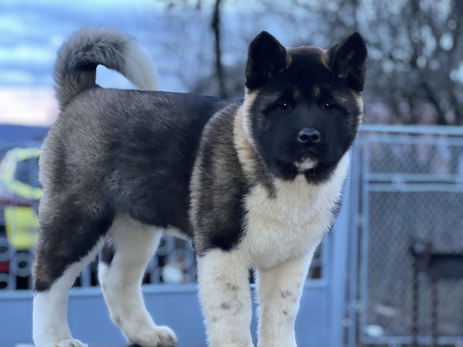 Femela american akita cu certificat pedigree