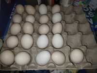 Oua de iopan pentru incubator