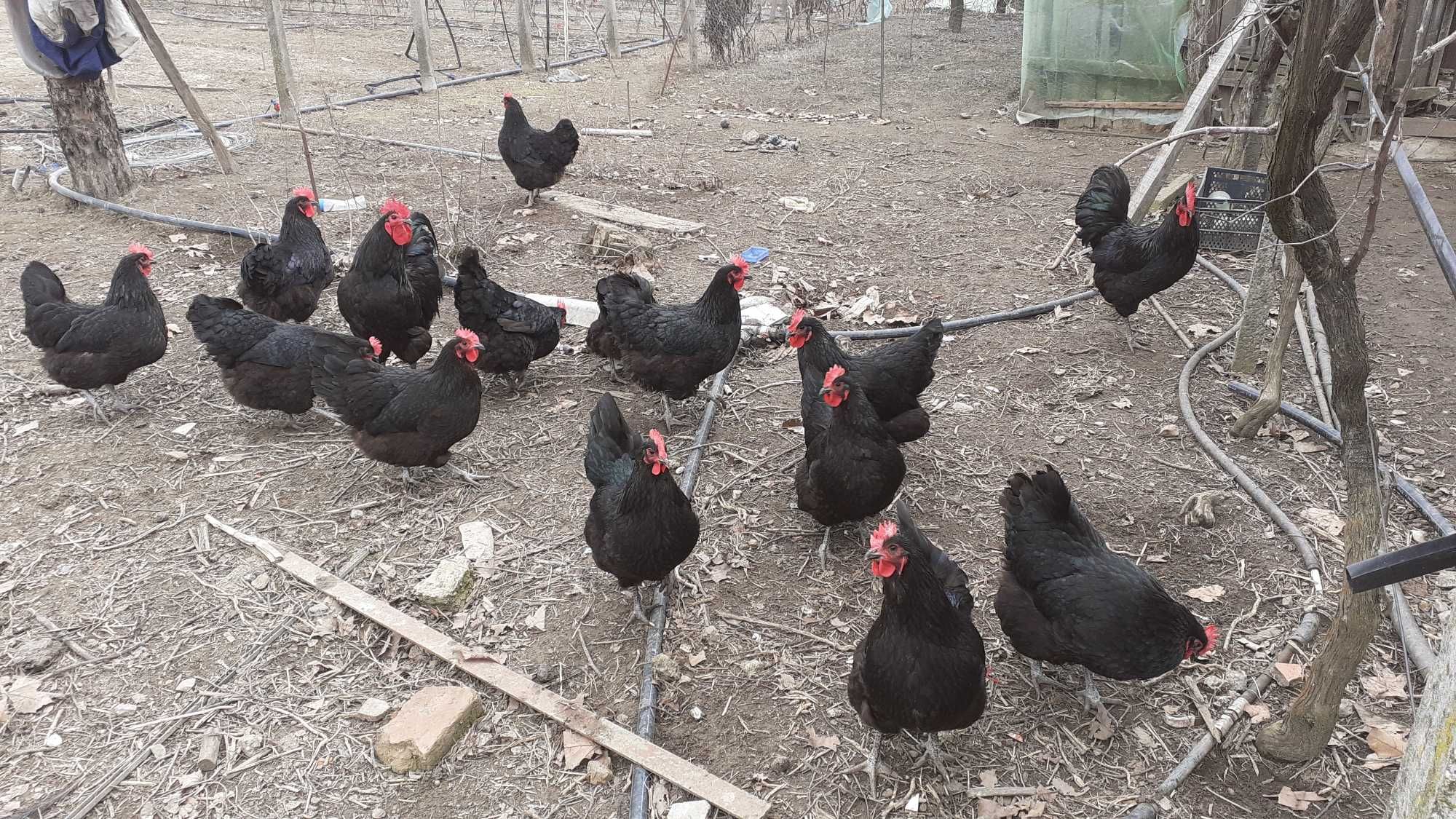 Vând ouă de găini rasa Australorp negru