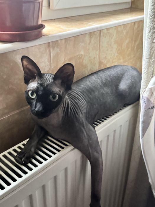 Pisica Sphynx adorabila