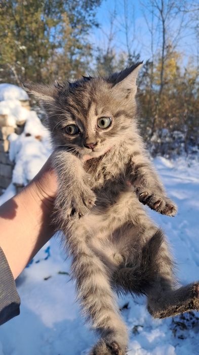 Отдам милых котят в добрые ручки