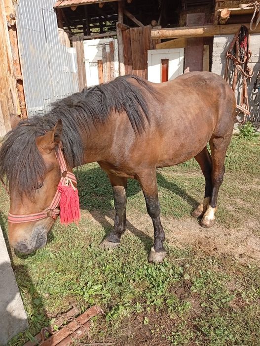 Vând armăsar 2 ani jumate accept ori ce proba