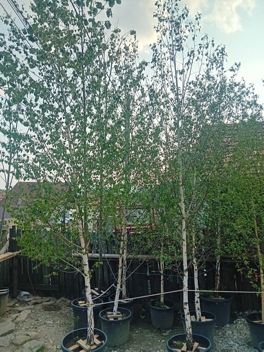 Pepinieră vând tei mirositor de floare