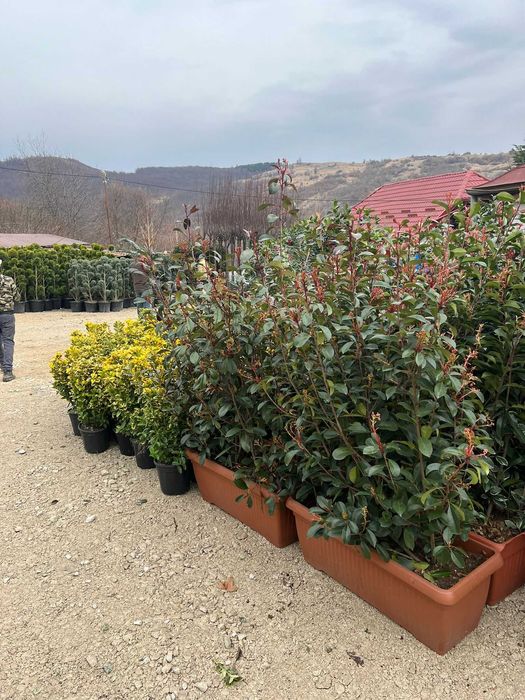 Creează alei și colțuri verzi spectaculoase cu plante ornamentale
