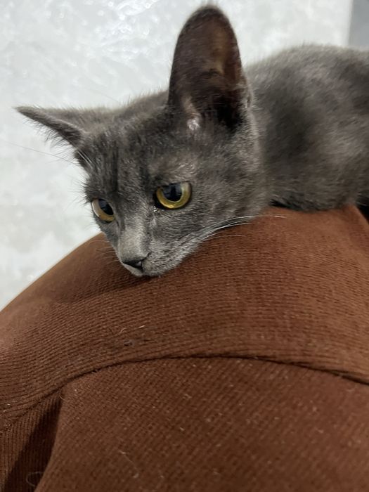 Русская Голубая кошка