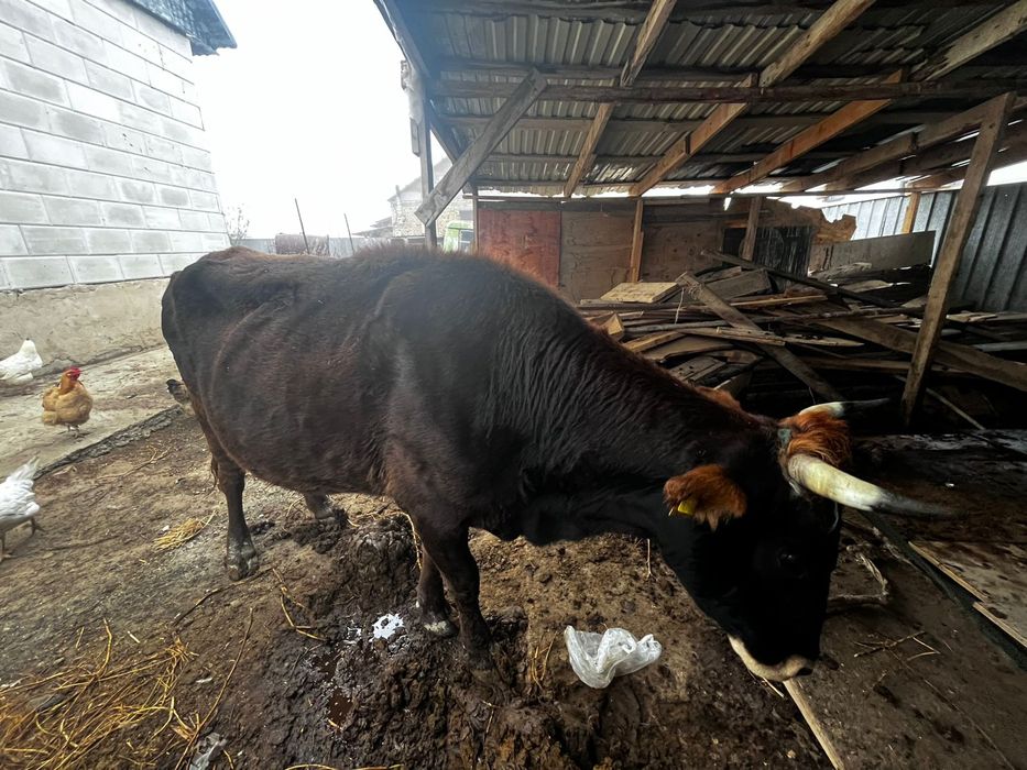 Сиыр буаз жаналық ауылында