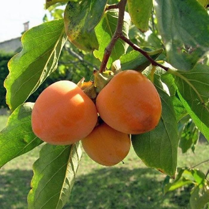 Kaki rojo briliante