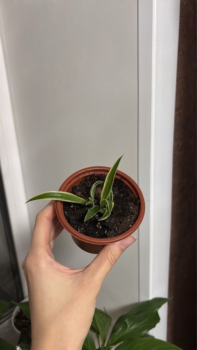 Продам хлорафитум