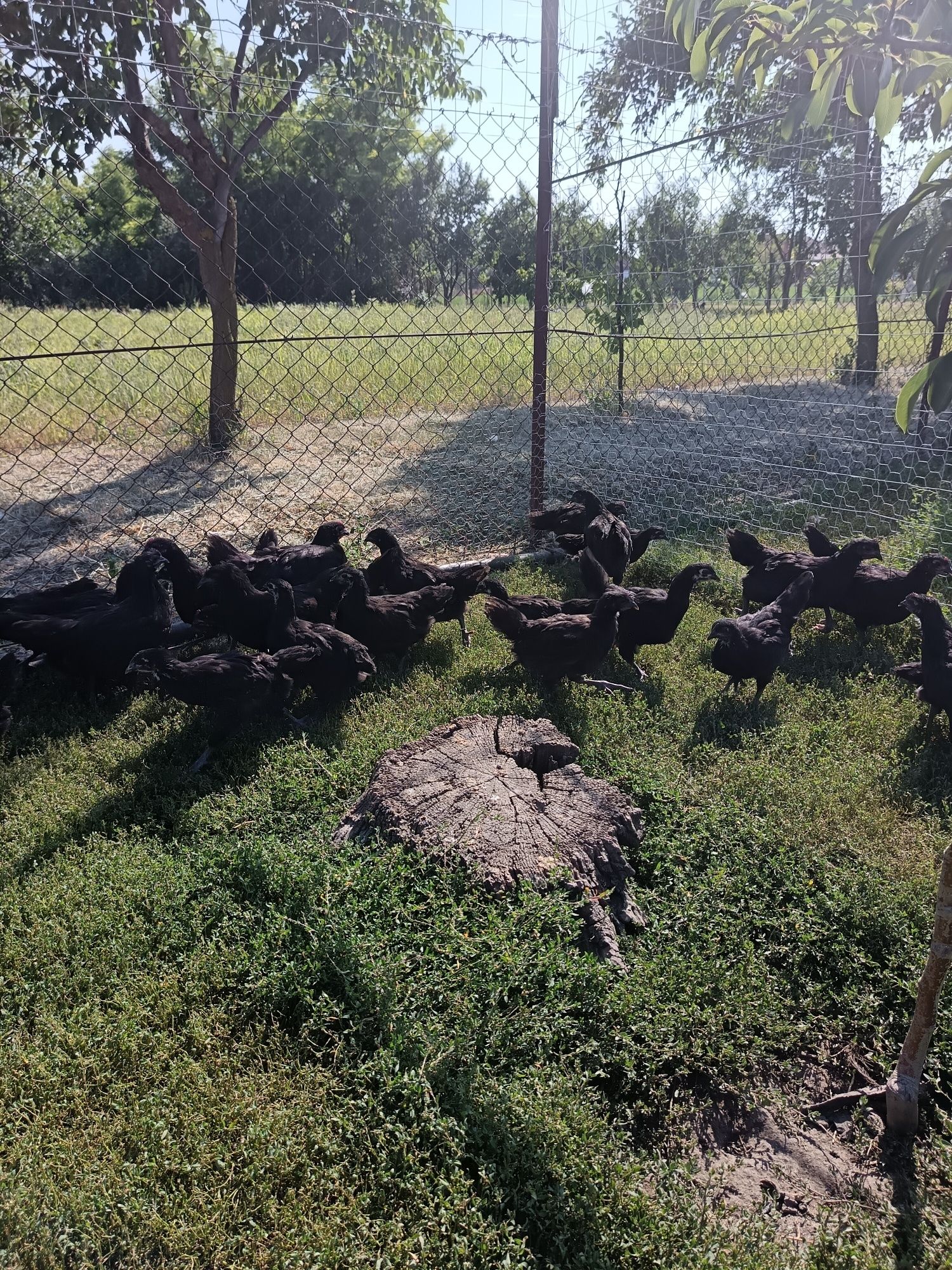 De vânzare pui australorp