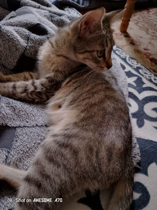 Продам кошку в добрые руки СРОЧНЫЙ