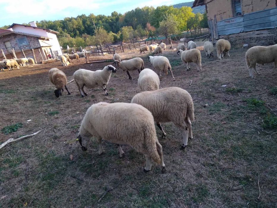 Продавам 20 овце