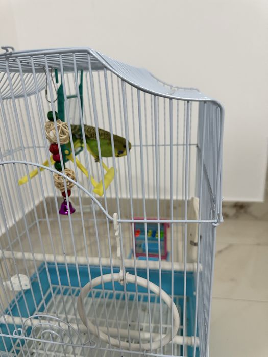 Papagal Perus Mascul + Cusca cu accesorii