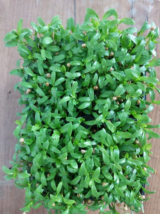 Microplante proaspete - livrare acasă! Alege un stil de viata sanatos!