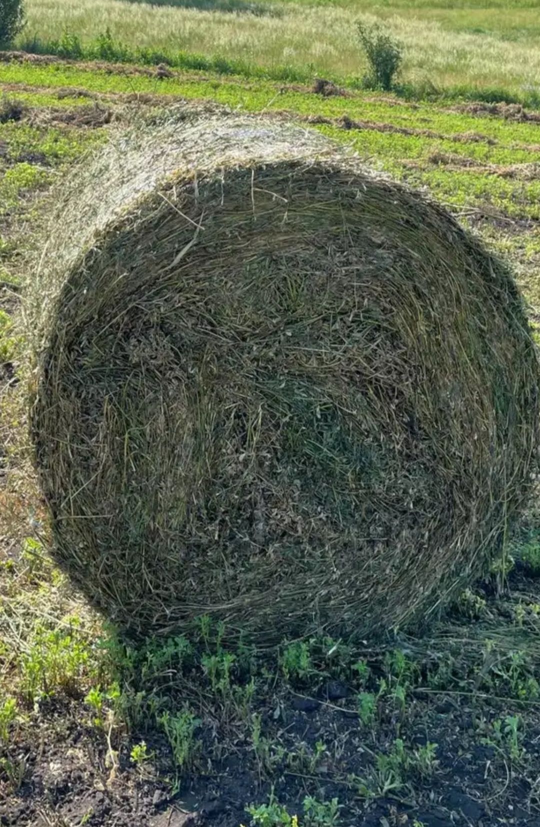 Baloți de lucernă