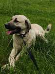 Ciobănesc rasa Kangal de Anatolia - 1,5 ani mascul cu pedigree