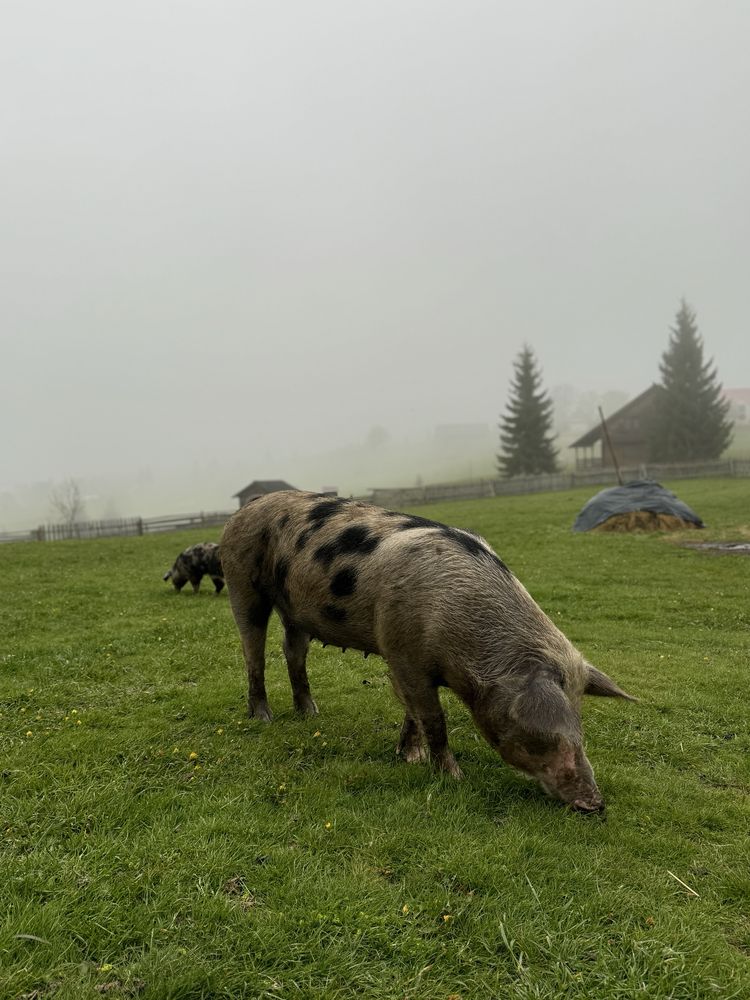 Schimb cu vitei sau vaca