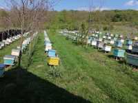 Vând familii de albine