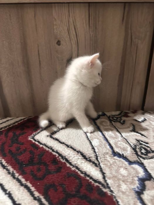 Scottish straight garanti