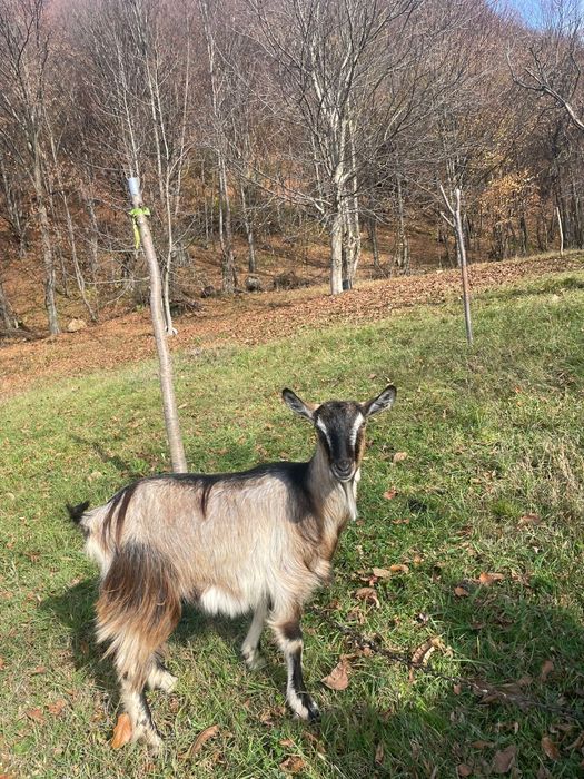 Vând capre cu țap