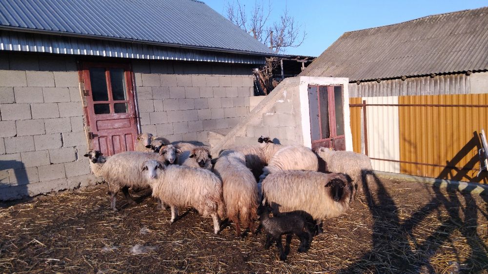 Vând oi bune de ținut